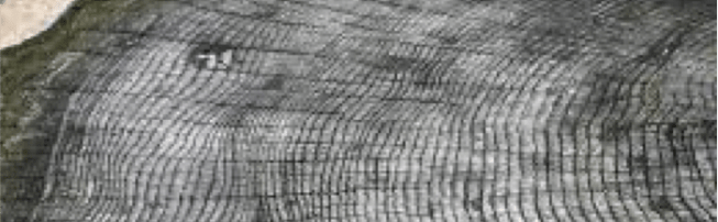 tree-rings.png