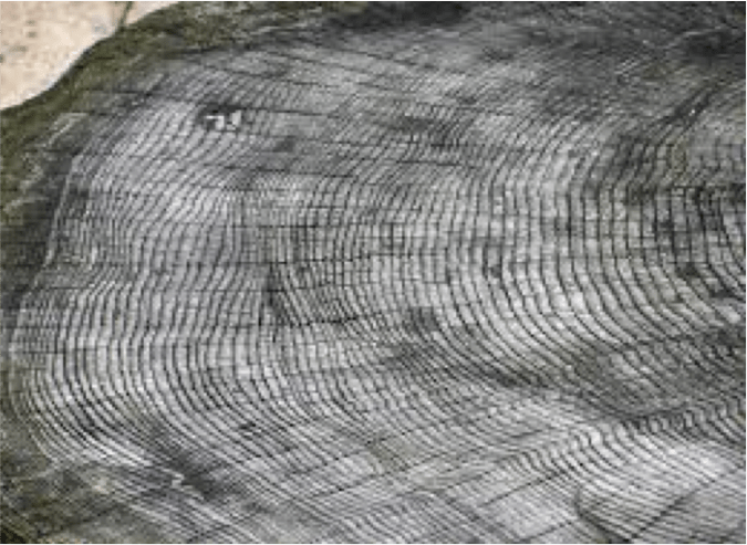 tree rings