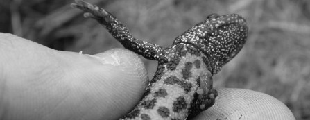 great_crested_newt_derbyshire_cpt_philip_precey-e1509133751908